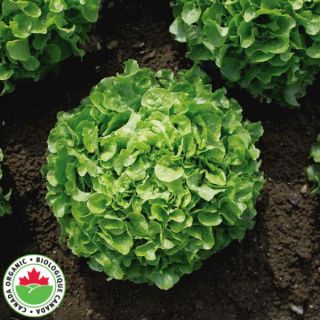 Encino Organic Lettuce Thumbnail